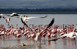 Birdlife on Lake Nakuru Kenya